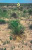 Yucca_glauca_subsp._stricta_fh_515_KS_B.JPG