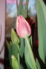 DSC_8454.JPG