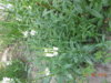 DSCN3727.JPG