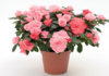 азалия Coral Pink.jpg