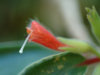 Nematanthus_fissus.jpg