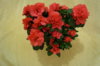 DSC01547.JPG