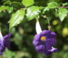 P3201141Thunbergia_erecta_TA.jpg