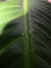 DSC03340.JPG