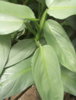 philodendron_sp2528.jpg