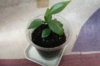Philodendron glaucophyllum.jpg