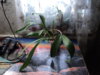DSC09485.JPG