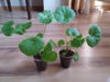 20150317_163702_resize.jpg