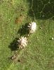 Ceroplastes 2.jpg