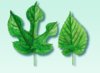 Red-mulberry-leaf-illustration.jpg