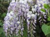 Wisteria_sinensis1.jpg