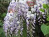 Wisteria_sinensis1.jpg