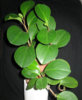 496px-Peperomia_obtusifolia_Guadeloupe[1].jpg