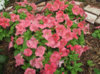 pretty flora coral petunia june 20 variety trial 2012.jpeg