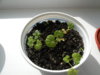 DSCN7110.JPG