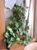 DSCN1599.JPG