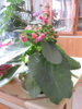 DSCN1603.JPG