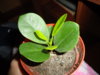 DSC02596.JPG