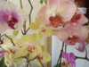DSC02804.JPG