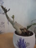 DSC05543.JPG