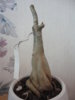 DSC05545.JPG