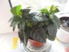 DSC05550.JPG