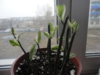 DSC05555.JPG