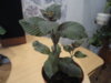 DSC05556.JPG