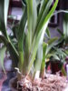 DSC09706.JPG