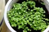 ageratum-iz-semyan.jpg