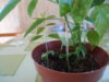 DSC04853.JPG