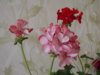 DSCF4793.jpg