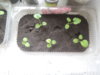 DSCN9923.JPG