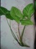 20150420_104721.jpg