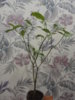 DSC05636.JPG
