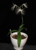 IMG_5609-Habenaria myriotricha.jpg