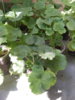 pelargonia.jpg