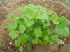 DSCN7931.JPG