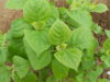 DSCN7930.JPG