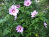 prodam-gibiskus-siriyskiy-Hibiscus-syriacus--16d8-1333468575317180-1-big.jpg