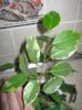 IMG_0205_thumb.jpg