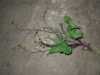DSCN1173.JPG