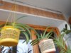 DSCN4070.JPG
