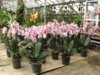 phalaenopsis-philadelphia-schilleriana-x-stuartiana-foto-1595.jpg