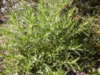 DSCN5738.JPG