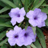 ruellia%20southern%20star%20blue%202.jpg
