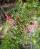 grevillea_juniperina_2019~1[2].jpg