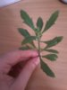 20150619_121209.jpg