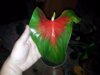 image-22.jpeg