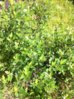 IMG-20150628-WA0000.jpg